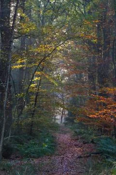 Path through forest in autumn Stock Photos