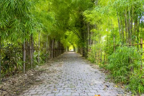 Path through a forest with bamboo and a stone walkway Stock Photos