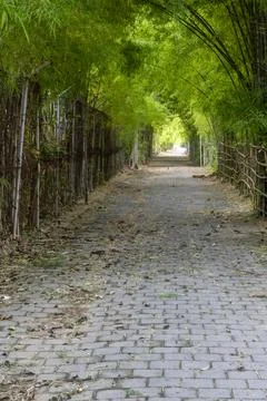 Path through a forest with bamboo and a stone walkway Stock Photos