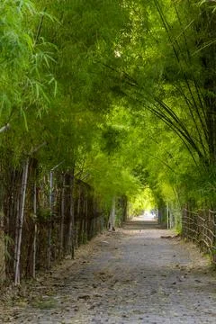 Path through a forest with bamboo and a stone walkway Stock Photos