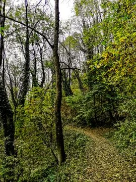 Path through forest with beautiful autumn colors Stock Photos