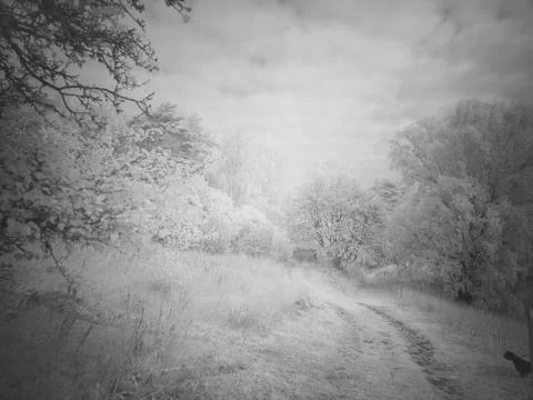 Path through a forest in black and white with trees and grass visible Stock Photos