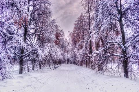 Path through a forest with black trees and mist Foto stock