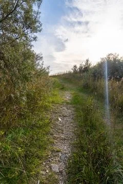 A path through a forest with a clear blue sky above Stock Photos