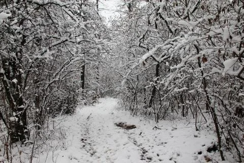 Path through forest covered with snow Stock Photos