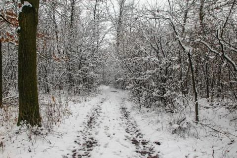 Path through forest covered with snow Stock Photos