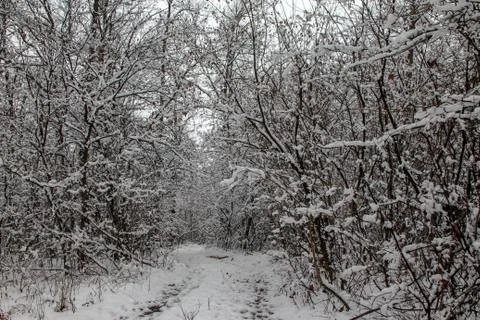 Path through forest covered with snow Stock Photos