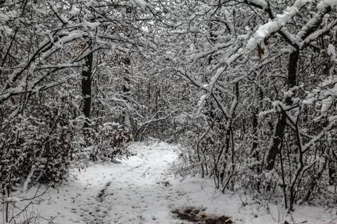 Path through forest covered with snow Stock Photos
