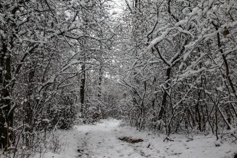 Path through forest covered with snow Stock Photos