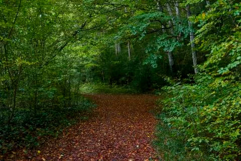 Path through the forest during autumn Photos