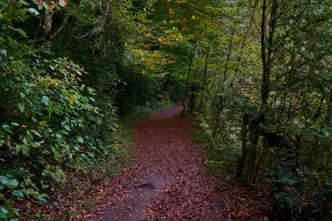 Path through the forest during autumn Photos