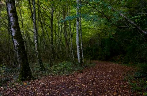 Path through the forest during autumn Photos