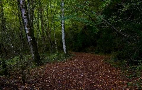 Path through the forest during autumn 写真素材