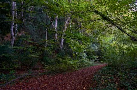 Path through the forest during autumn 写真素材