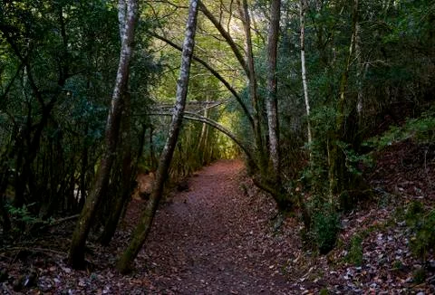 Path through the forest during autumn Stock Photos