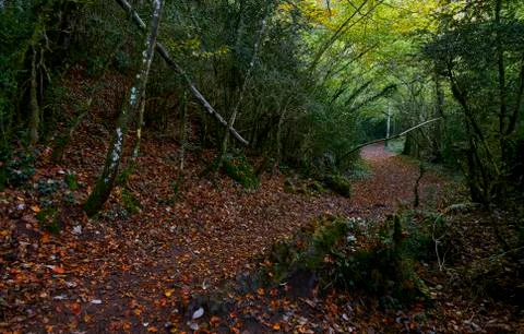 Path through the forest during autumn Photos