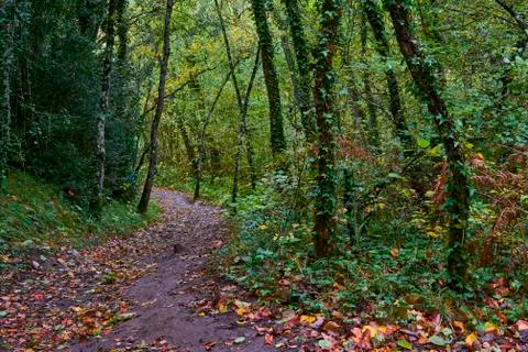 Path through the forest during autumn Photos