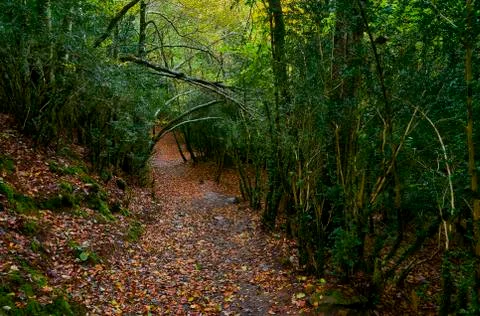 Path through the forest during autumn Stock Photos