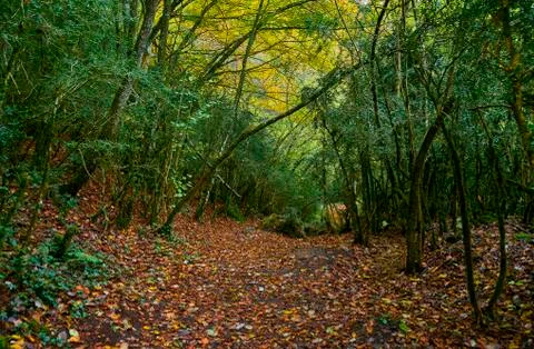 Path through the forest during autumn Photos