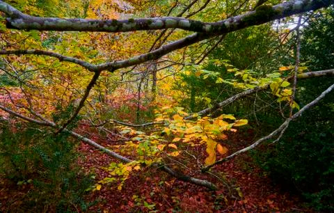 Path through the forest during autumn Photos