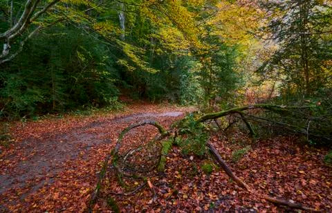Path through the forest during autumn Photos