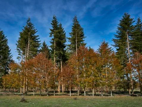 Path through the forest during autumn Photos