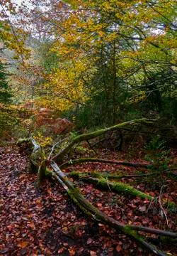 Path through the forest during autumn 写真素材