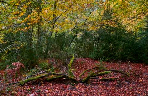 Path through the forest during autumn 写真素材