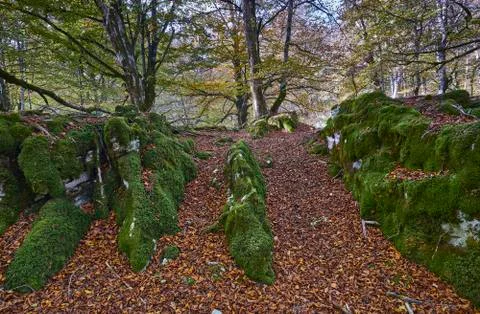 Path through the forest during autumn 写真素材