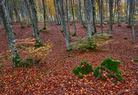 Path through the forest during autumn Photos