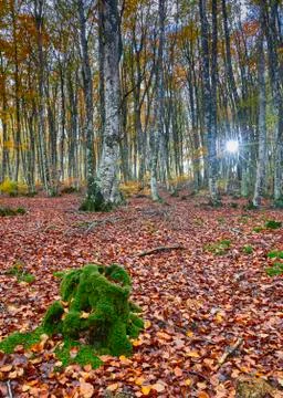 Path through the forest during autumn 写真素材