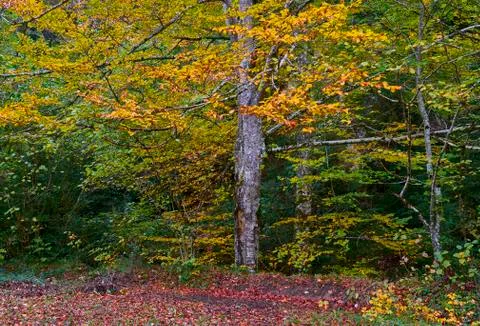 Path through the forest during autumn 写真素材
