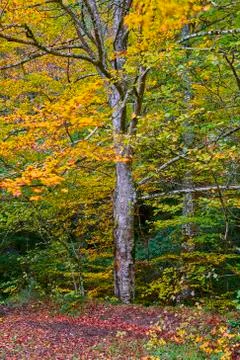 Path through the forest during autumn Photos