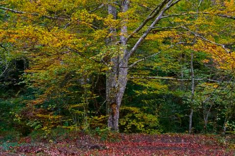 Path through the forest during autumn Photos