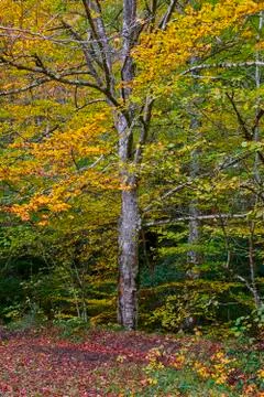 Path through the forest during autumn Photos