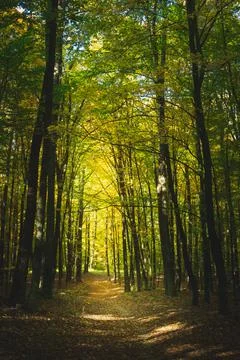 A path through the forest, fallen leaves on an autumn sunny day Stock Photos