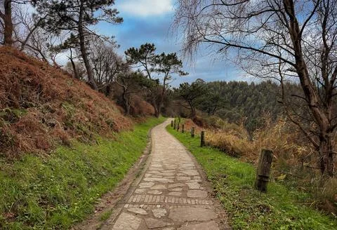 A path through a forest with a few trees and a hill in the background. The pa Stock Photos