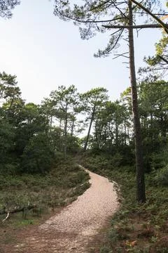 A path through a forest with a few trees in the background Stock Photos