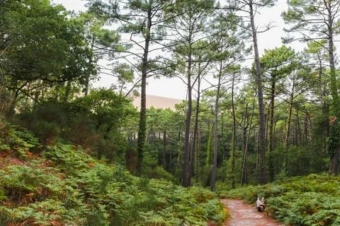 A path through a forest with a few trees in the background Stock Photos