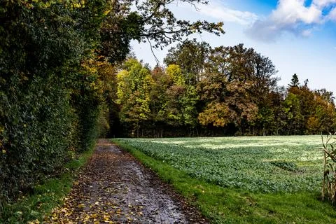 A path through a forest with a field of grass in the background Stock Photos