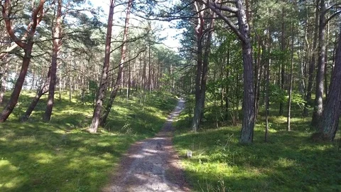 Path through a forest Stock Footage 71057463