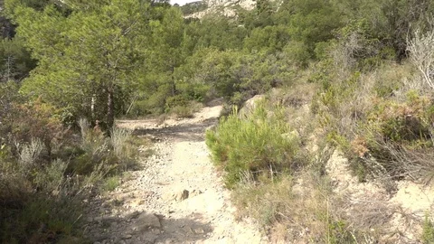 Path through a forest Stock Footage 92102112