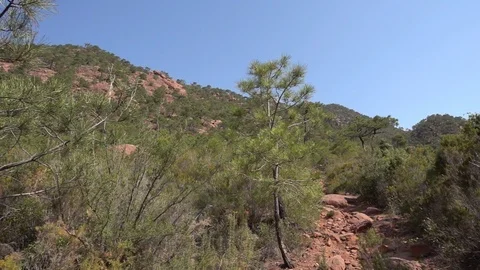 Path through a forest Stock Footage 92104125