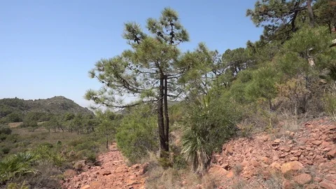 Path through a forest Stock Footage 92104209