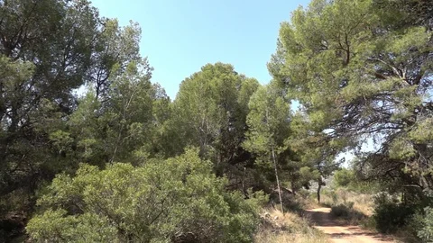Path through a forest Stock Footage 92104289