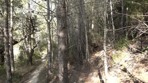 Path through a forest Stock Footage 92104367