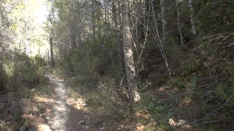 Path through a forest Stock Footage 92104629