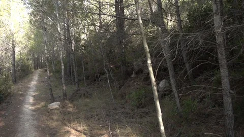 Path through a forest Stock Footage 92104791