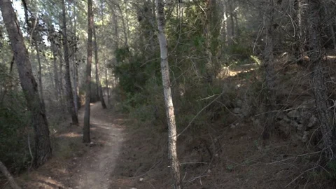 Path through a forest Stock Footage 92104913