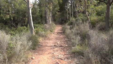 Path through a forest Stock Footage 92105052